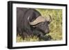 AV4C6655Cape Buffalo-Bob Langrish-Framed Giclee Print