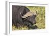 AV4C6655Cape Buffalo-Bob Langrish-Framed Giclee Print