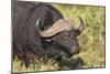 AV4C6655Cape Buffalo-Bob Langrish-Mounted Giclee Print