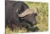 AV4C6655Cape Buffalo-Bob Langrish-Stretched Canvas