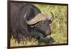 AV4C6655Cape Buffalo-Bob Langrish-Framed Giclee Print