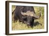 AV4C6656Cape Buffalo-Bob Langrish-Framed Giclee Print