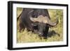 AV4C6656Cape Buffalo-Bob Langrish-Framed Giclee Print