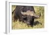 AV4C6656Cape Buffalo-Bob Langrish-Framed Giclee Print