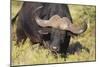 AV4C6656Cape Buffalo-Bob Langrish-Mounted Giclee Print