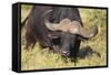 AV4C6656Cape Buffalo-Bob Langrish-Framed Stretched Canvas