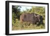 AV4C6661Cape Buffalo-Bob Langrish-Framed Giclee Print