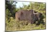 AV4C6661Cape Buffalo-Bob Langrish-Mounted Giclee Print