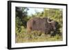 AV4C6661Cape Buffalo-Bob Langrish-Framed Giclee Print