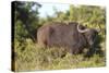 AV4C6661Cape Buffalo-Bob Langrish-Stretched Canvas