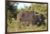 AV4C6661Cape Buffalo-Bob Langrish-Framed Giclee Print