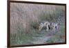 AV4C6675Black-backed Jackal-Bob Langrish-Framed Giclee Print