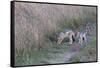 AV4C6675Black-backed Jackal-Bob Langrish-Framed Stretched Canvas