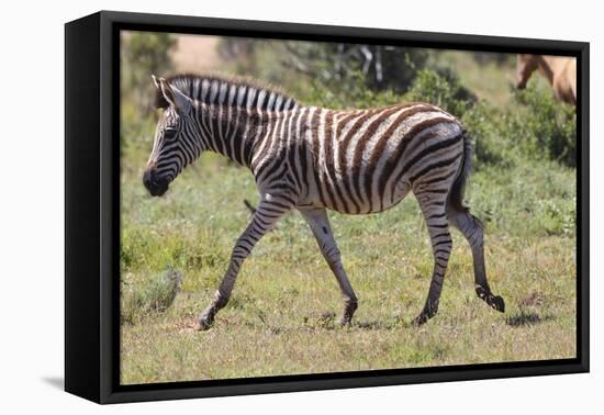 AV4C6847Zebra - Burchells-Bob Langrish-Framed Stretched Canvas