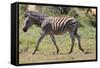 AV4C6847Zebra - Burchells-Bob Langrish-Framed Stretched Canvas