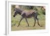 AV4C6847Zebra - Burchells-Bob Langrish-Framed Giclee Print