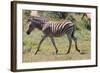 AV4C6847Zebra - Burchells-Bob Langrish-Framed Giclee Print