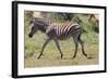 AV4C6847Zebra - Burchells-Bob Langrish-Framed Giclee Print