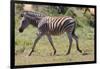 AV4C6847Zebra - Burchells-Bob Langrish-Framed Giclee Print