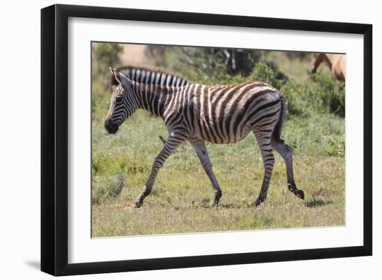 AV4C6847Zebra - Burchells-Bob Langrish-Framed Giclee Print