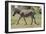 AV4C6847Zebra - Burchells-Bob Langrish-Framed Giclee Print