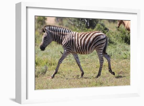 AV4C6847Zebra - Burchells-Bob Langrish-Framed Giclee Print