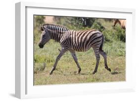 AV4C6847Zebra - Burchells-Bob Langrish-Framed Giclee Print