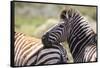 AV4C6861Zebra - Burchells-Bob Langrish-Framed Stretched Canvas