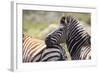 AV4C6861Zebra - Burchells-Bob Langrish-Framed Giclee Print