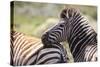 AV4C6861Zebra - Burchells-Bob Langrish-Stretched Canvas