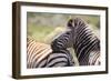 AV4C6861Zebra - Burchells-Bob Langrish-Framed Giclee Print