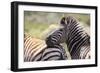 AV4C6861Zebra - Burchells-Bob Langrish-Framed Giclee Print