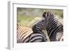 AV4C6861Zebra - Burchells-Bob Langrish-Framed Giclee Print