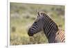 AV4C6862Zebra - Burchells-Bob Langrish-Framed Giclee Print