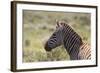 AV4C6862Zebra - Burchells-Bob Langrish-Framed Giclee Print