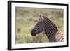 AV4C6862Zebra - Burchells-Bob Langrish-Framed Giclee Print