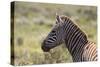 AV4C6862Zebra - Burchells-Bob Langrish-Stretched Canvas