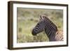 AV4C6862Zebra - Burchells-Bob Langrish-Framed Giclee Print