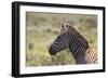 AV4C6862Zebra - Burchells-Bob Langrish-Framed Giclee Print