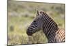 AV4C6862Zebra - Burchells-Bob Langrish-Mounted Giclee Print