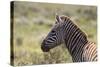 AV4C6862Zebra - Burchells-Bob Langrish-Stretched Canvas