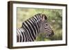 AV4C6866Zebra - Burchells-Bob Langrish-Framed Giclee Print