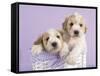 Ava and Ella-Rachael Hale-Framed Stretched Canvas