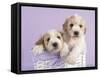 Ava and Ella-Rachael Hale-Framed Stretched Canvas