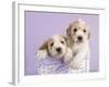 Ava and Ella-Rachael Hale-Framed Art Print