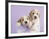 Ava and Ella-Rachael Hale-Framed Art Print