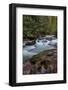 Avalanche Creek in Glacier National Park, Montana, USA-Chuck Haney-Framed Photographic Print