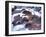 Avalanche Creek in Winter, Glacier National Park, Montana, USA-Chuck Haney-Framed Photographic Print