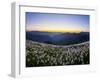 Avalanche Lilies (Erythronium Montanum) at Sunset, Olympic Nat'l Park, Washington, USA-Gary Luhm-Framed Premium Photographic Print