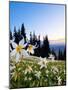 Avalanche Lilies (Erythronium Montanum) at Sunset, Olympic Nat'l Park, Washington, USA-Gary Luhm-Mounted Photographic Print